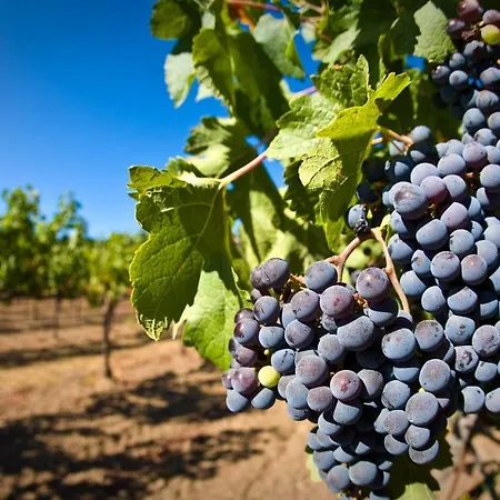 White Crow House Apartment Hévíz